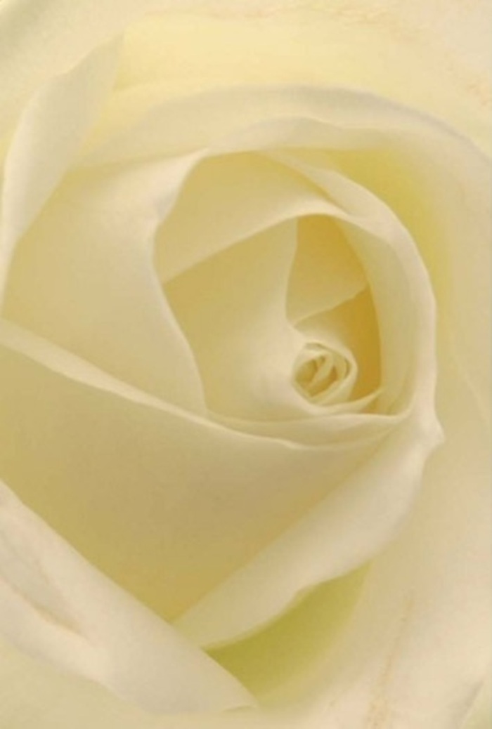 Viewed up close, this classic rose evokes the serenity and refined style characteristic of Stroud Green's floral studios. Each petal wears a harmonious blend of soft white and warm cream, gently layered to create a tranquil interplay of texture and light. The rose appears almost illuminated from within, casting subtle shadows and hints of gold like sunlight gently bathing the gardens along Hanley Road. The core is a perfect spiral, boasting purity and resilience-qualities that make this bloom an ideal gesture for apologies, romantic exchanges, or a centrepiece at a north London wedding. Its nearly translucent outer petals seem feather-light, a visual whisper of fragility balanced by their exquisite form. For a florist, such attention to nuance and natural grace is at the heart of every meaningful arrangement crafted for Stroud Green homes, whether for heartfelt commemoration or tender celebration. The soft, clean fragrance-unwritten yet present-reinforces its timeless suitability for life's most cherished moments.