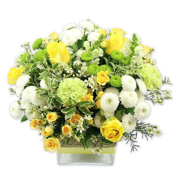 In this image, a beautifully balanced, dome-shaped bouquet overflows from a low, square glass vase, its colours centred on sunshine yellow, clean white, and fresh lime green, all shown clearly against a crisp white backdrop. The visual focus rests on the yellow roses, some in full, open bloom revealing tight, spiralling centres, others in more modest buds that hint at flowers still to come. Smaller yellow spray roses are threaded throughout, their multiple heads clustered on each stem, adding a lively, almost confetti-like effect. White pompom chrysanthemums form firm, spherical mounds, each bloom densely layered with petals that catch and soften the light, lending a serene calm to the brighter yellows. Punctuating this softness are vivid lime green button chrysanthemums, small and round like beads, along with larger, frilly pale green flowers that look like finely ruffled carnations or decorative green mums, which deepen the arrangement's texture. Encircling and supporting the blooms is a tapestry of greenery: broad, variegated leaves edged in pale cream, glossy dark green foliage, and delicate filler stems that give the bouquet its natural, garden-fresh character, reminiscent of a carefully tended border in a Stroud Green townhouse garden. Scattered among the main flowers are tiny white filler blossoms-possibly waxflower or gypsophila-that add a light, starry delicacy. The square vase is neatly encircled at its midsection with a band of rustic, woven fibre or bark, over which a pale lime green ribbon is tied horizontally, echoing the vivid green tones above. This arrangement evokes warmth, renewal, and quiet celebration, perfectly suited for a birthday surprise, a get-well gesture delivered to a home off Stroud Green Road, or an elegant centrepiece for a relaxed weekend brunch near Finsbury Park.